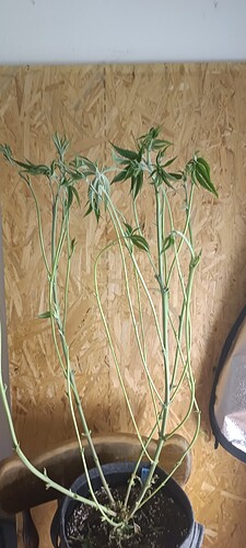 Growreport Bild 4