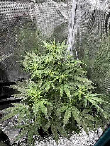 Growreport Bild 30