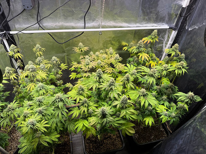 Growreport Bild 4