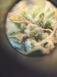 Growreport Bild 12