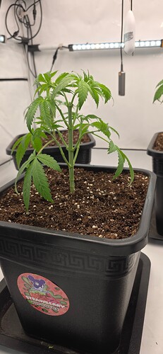 Growreport Bild 21