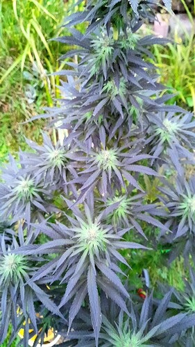 Growreport Bild 4