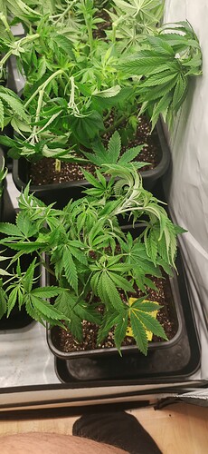 Growreport Bild 11