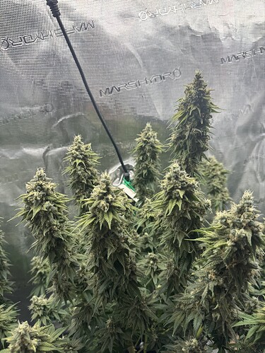 Growreport Bild 3