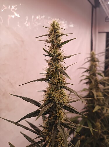 Growreport Bild 13