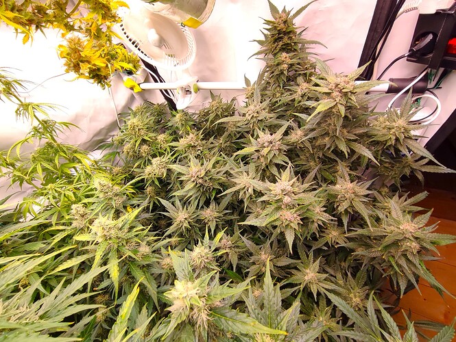 Growreport Bild 36