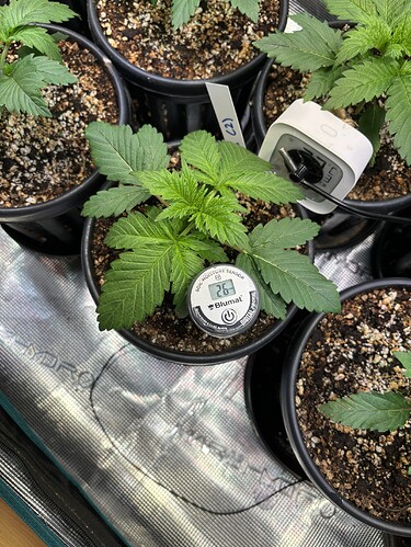 Growreport Bild 9
