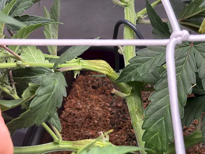 Growreport Bild 2
