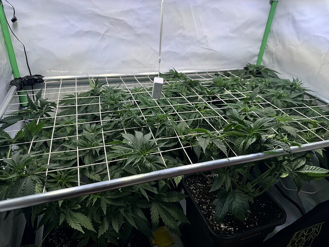 Growreport Bild 8