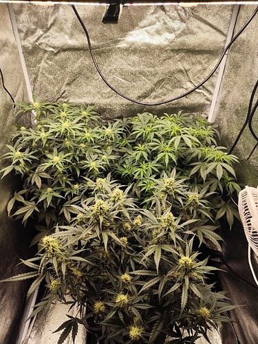 Growreport Bild 4