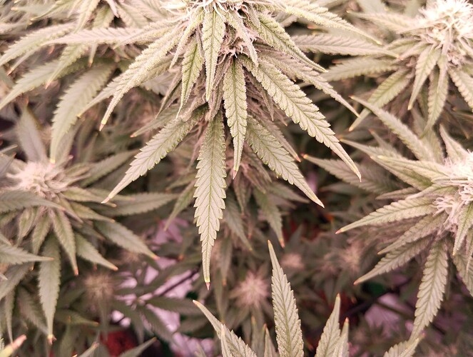 Growreport Bild 5