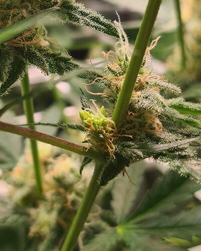 signal-2024-09-07-104713