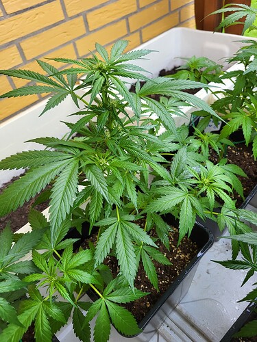 Growreport Bild 12