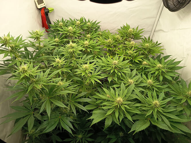 Growreport Bild 1