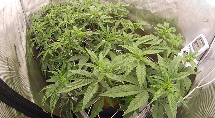 Growreport Bild 1