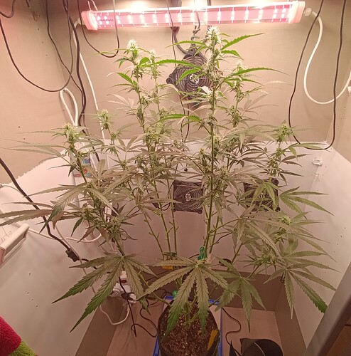 Growreport Bild 7