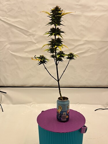 Growreport Bild 34
