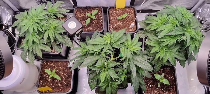Growreport Bild 2