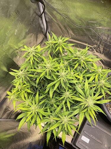 Growreport Bild 25