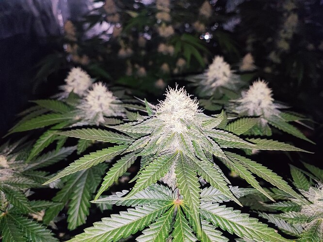 Growreport Bild 15