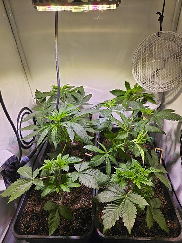 Nach Supercropping OG Kush No 1