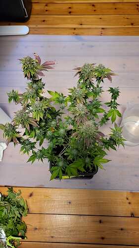Growreport Bild 5