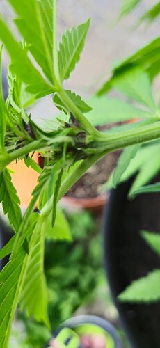 Growreport Bild 34