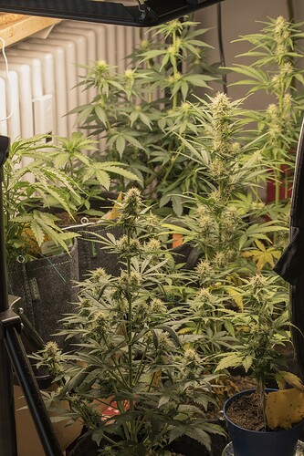 Growreport Bild 1