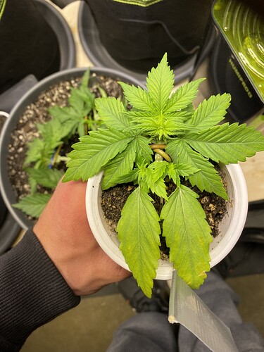 Growreport Bild 38