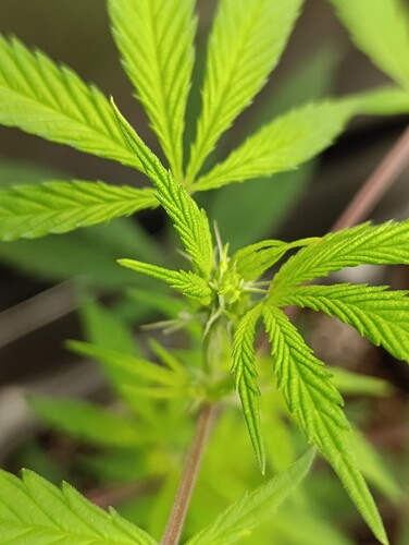 Growreport Bild 5