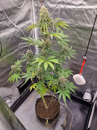 Eine einzelne Cannabis-Pflanze in der Blütephase steht in einem schwarzen Stofftopf auf einem Auffangbehälter in einer Growbox. Die Pflanze hat mehrere dicke Blütenstände und breite Blätter.
