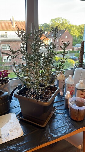 Growreport Bild 2