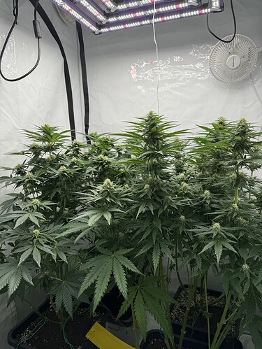 Growreport Bild 2