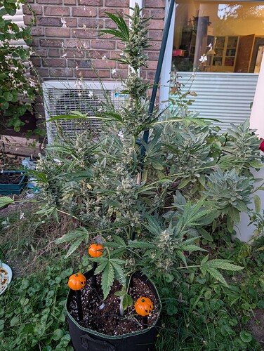 Growreport Bild 1