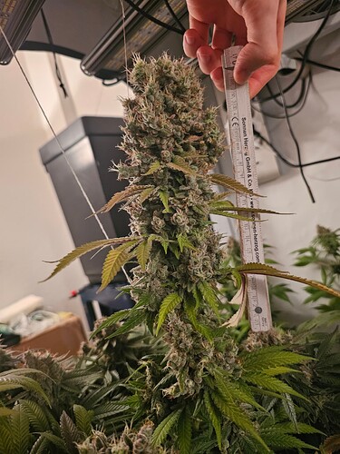 Growreport Bild 5