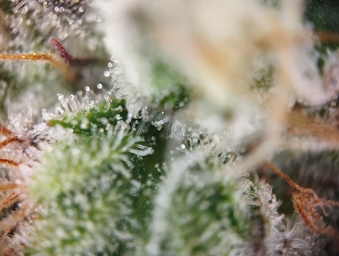 IMG_20250219_205632 - Kopie