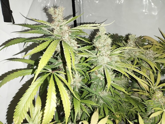 Growreport Bild 27
