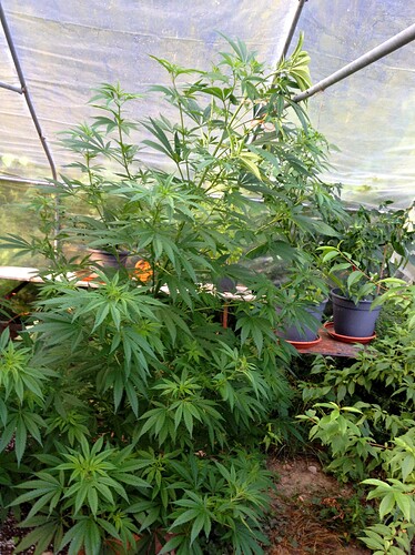 Growreport Bild 9