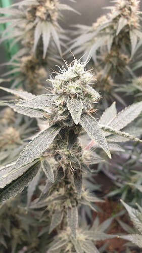 Growreport Bild 5