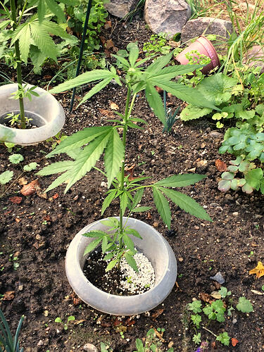 Grow26_0727_11