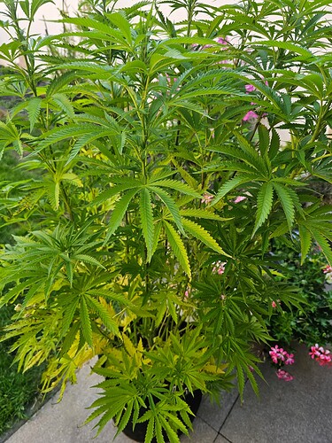 Growreport Bild 8