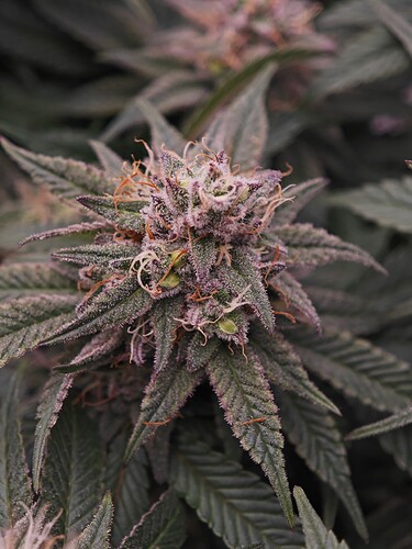 Growreport Bild 25