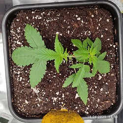 WhatsApp Bild 2025-04-19 um 17.19.46_b001486e