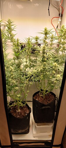 Growreport Bild 8