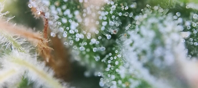 Growreport Bild 30