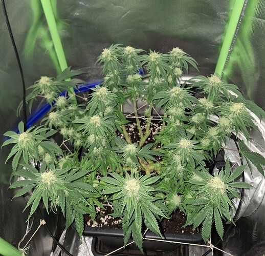 Growreport Bild 7