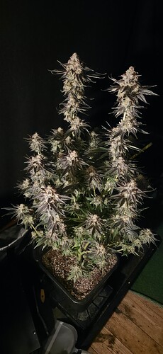 Growreport Bild 3