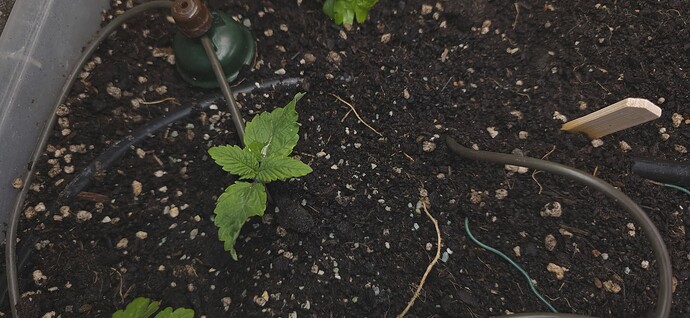 Growreport Bild 3
