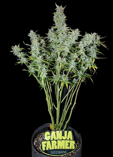 ak unsauber wirklich12