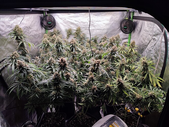 Growreport Bild 29